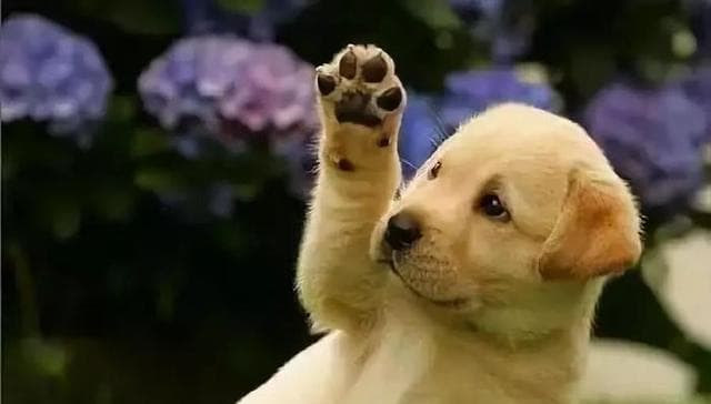 狗狗粘人排行榜：黄金猎犬居首，14个品种紧随其后