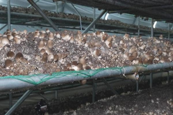 草菇种植技术：从生长条件到培养料配制的全面指南