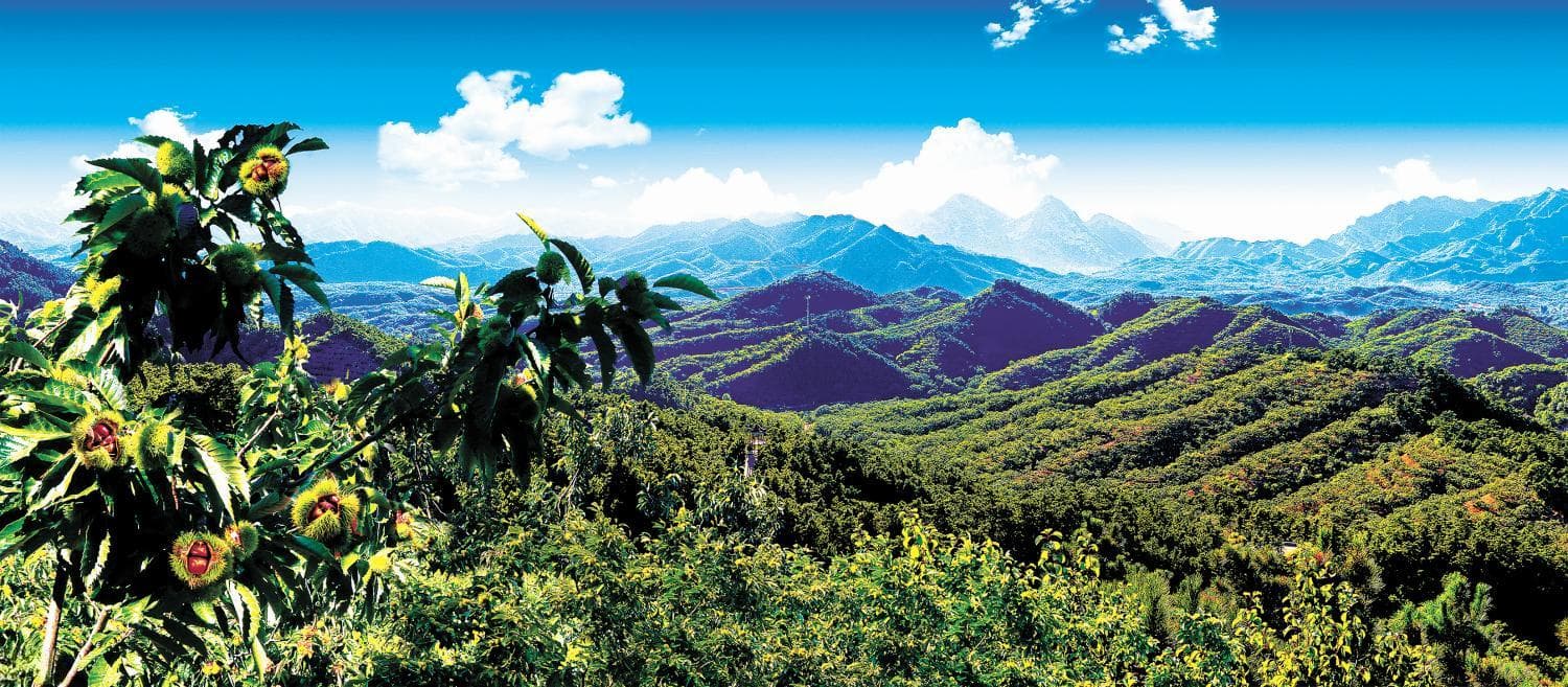 燕山深处板栗香——“三北”工程与燕山板栗