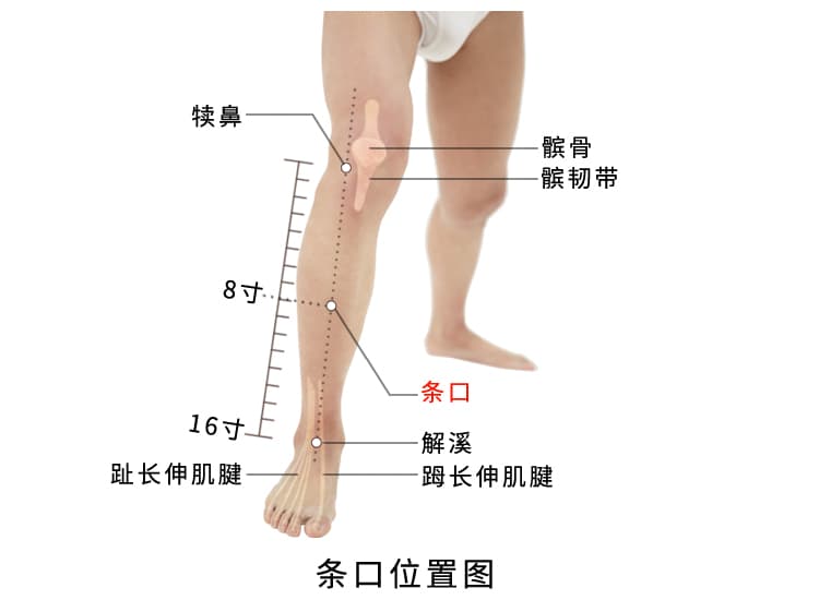 条口穴：足阳明胃经上的重要穴位，善于调理胃肠病症