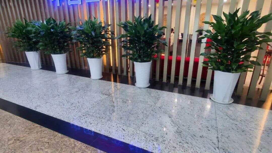 从专业维度看，绿化养护为何如此艰难？