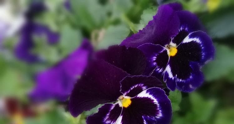 了解蝴蝶花的外形和特点（探秘蝴蝶花的花型、颜色、生长环境及观赏价值）