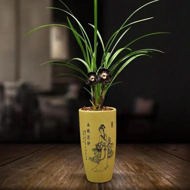 7种“贵气花”，不晒太阳一样旺，客厅一放，名贵又有范儿！