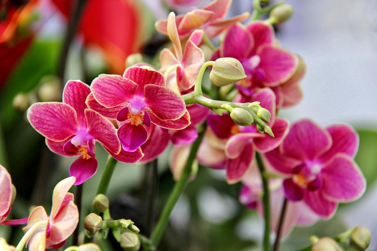 蝴蝶兰：四季开花、色彩绚丽，易养护的观赏佳品
