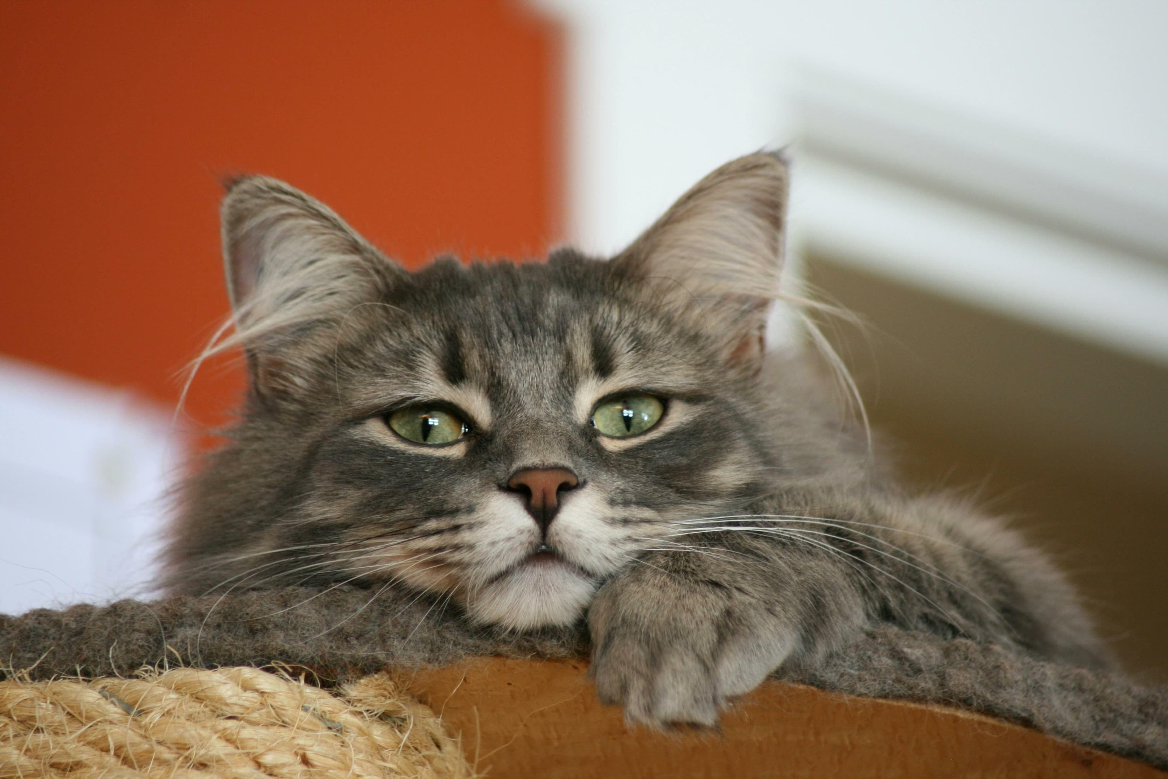 猫咪为什么喜欢盯着你看？揭秘猫咪眼神交流的秘密