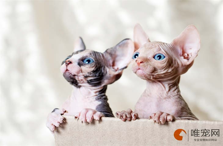 为什么打了猫之后猫更粘人了