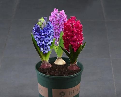 如何在土里种植风信子？（从选择土壤到植株养护，一篇全面指南）