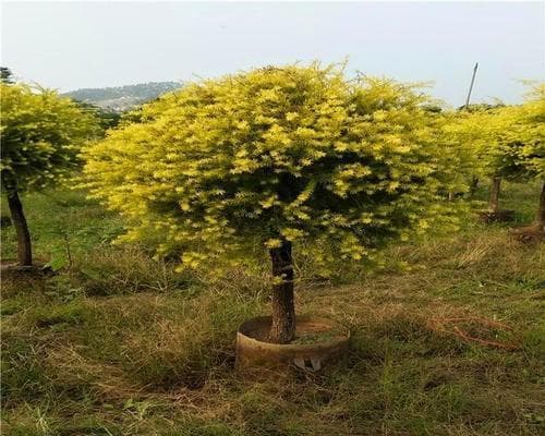 天津市适宜种植的树种（探究天津市环境特点及优势，推荐适宜栽种的树种）