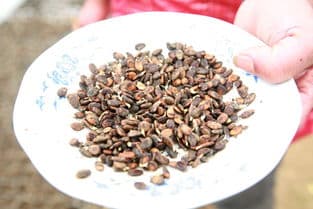 西瓜种子种植全攻略：从准备到发芽的详细指南