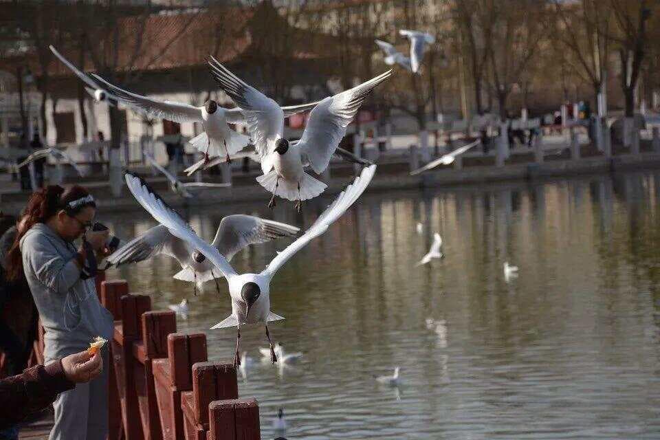 《易经》第六十一卦 中孚卦深度解析
