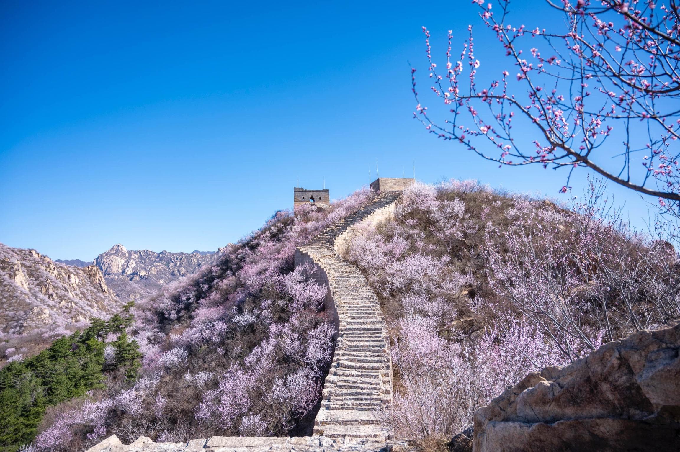 长城内外山花烂漫，延庆这两处景点美出新高度
