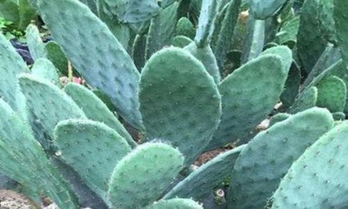 仙人掌的功效与作用：从调节血糖到美容养颜的神奇植物