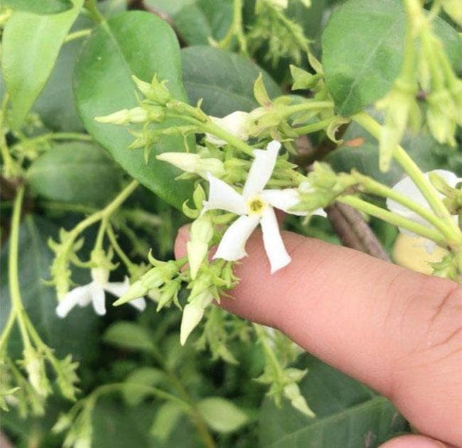 茉莉花秋季怎么修剪开花多
