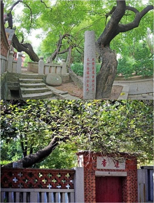 【双语】你好！中国 | 泉州开元寺的传奇千年古桑