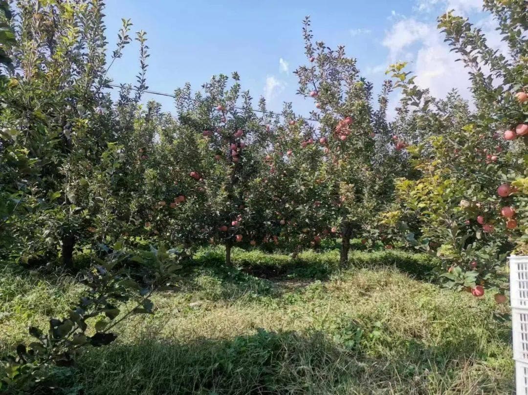 林果科技大讲堂：苹果冬季管理技术