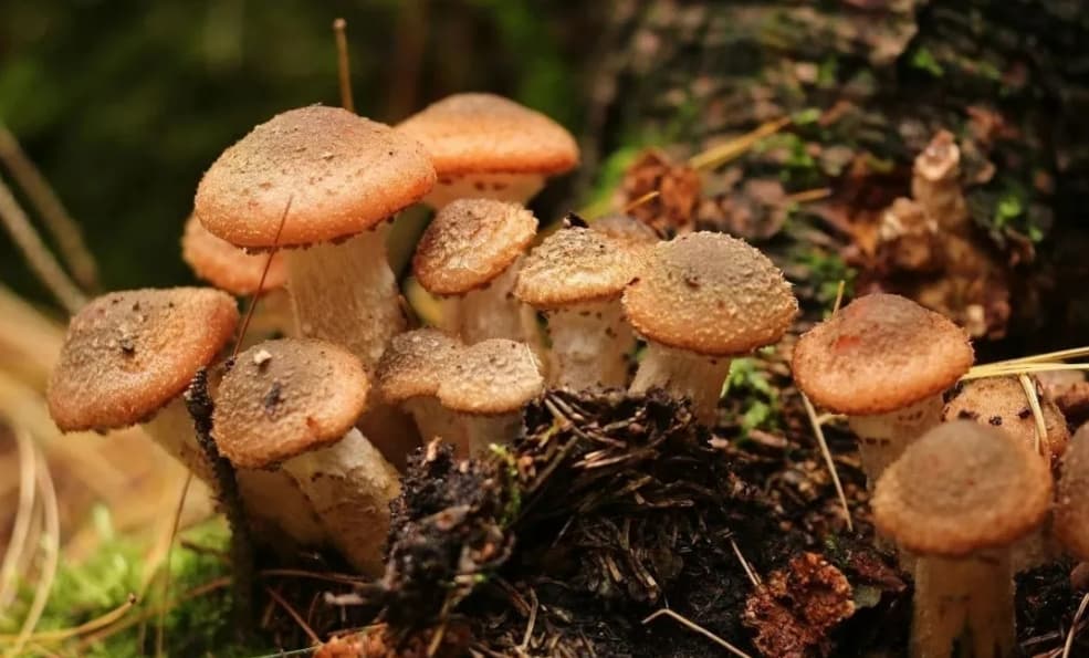蜜环菌（榛蘑）的营养、药用功能及其物质基础研究