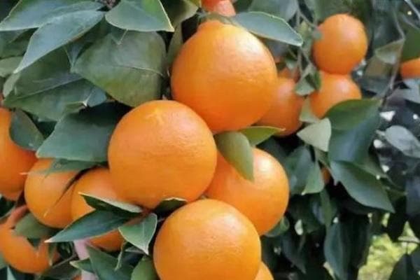 2月应季水果有哪些？