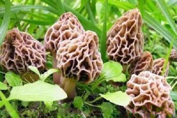 羊肚菌种植成本详解：一亩地投入与收益分析