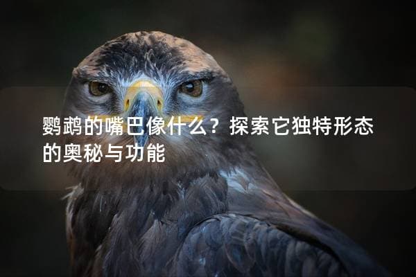 鹦鹉的嘴巴像什么？探索它独特形态的奥秘与功能