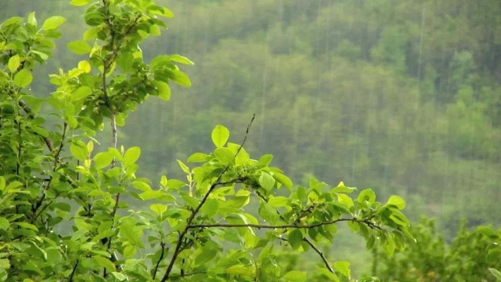 雨是什么味道的？雨的味道：一场清新奇特的嗅觉盛宴!