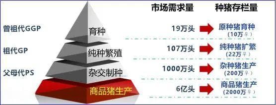 生猪育繁推一体化建设思考