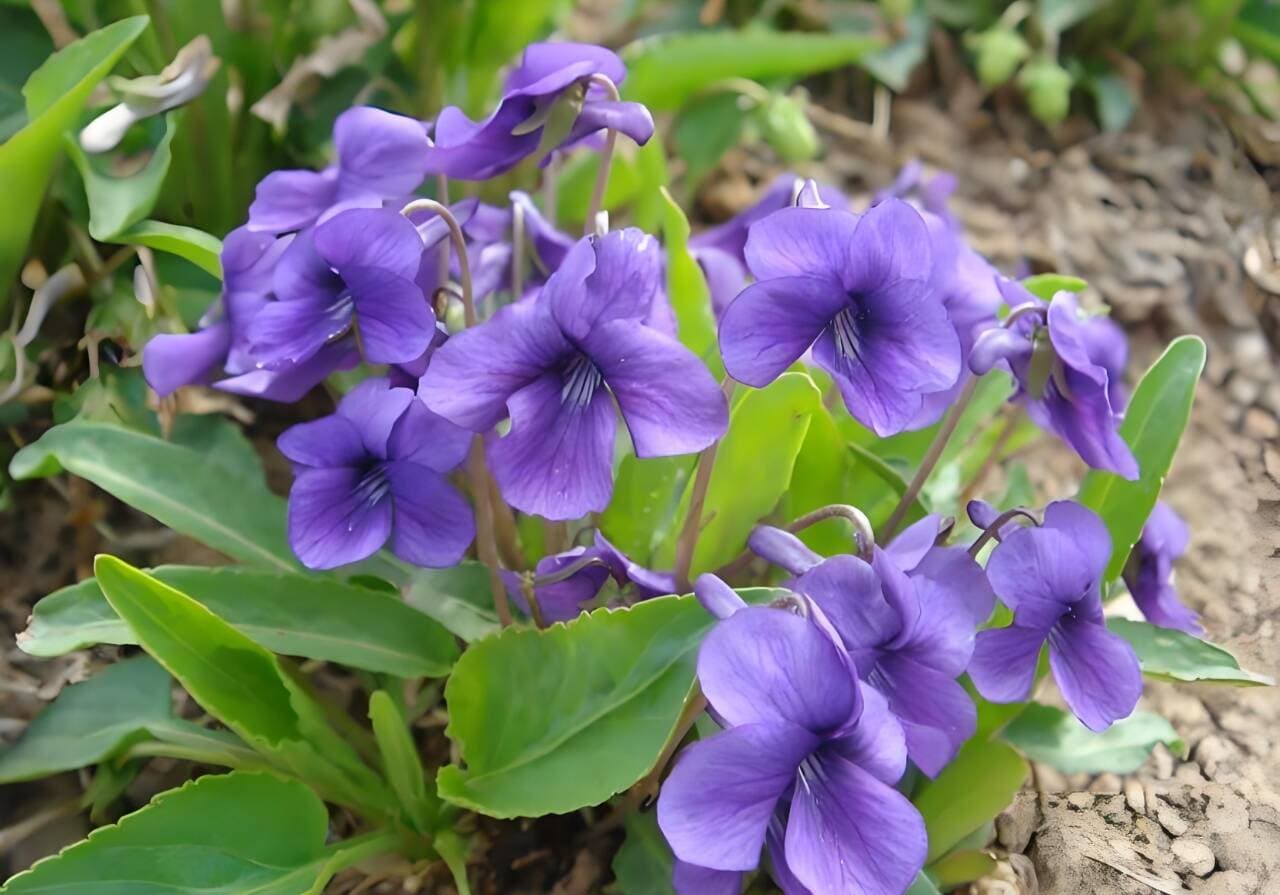 紫花地丁：一种常见的中草药