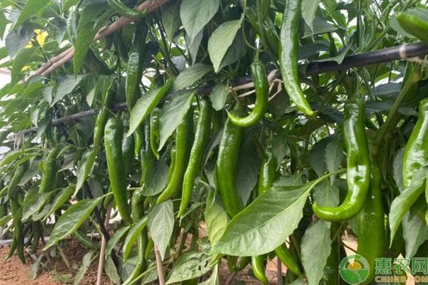 9月份蔬菜种植管理指南