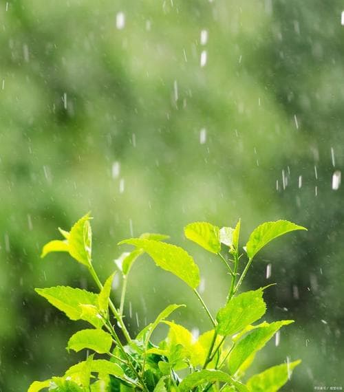 怎么形容雨急了的声音：细致描绘暴雨声响的多种表达方式