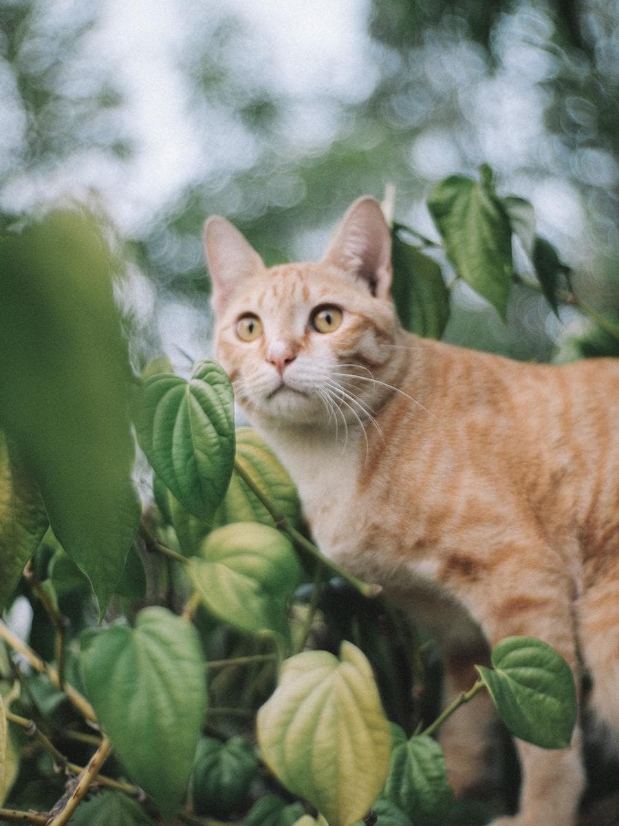 小猫老是挠我怎么办？