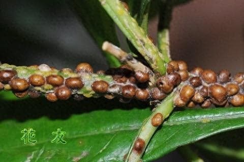 幸福树如何杀虫，常见病虫害防治