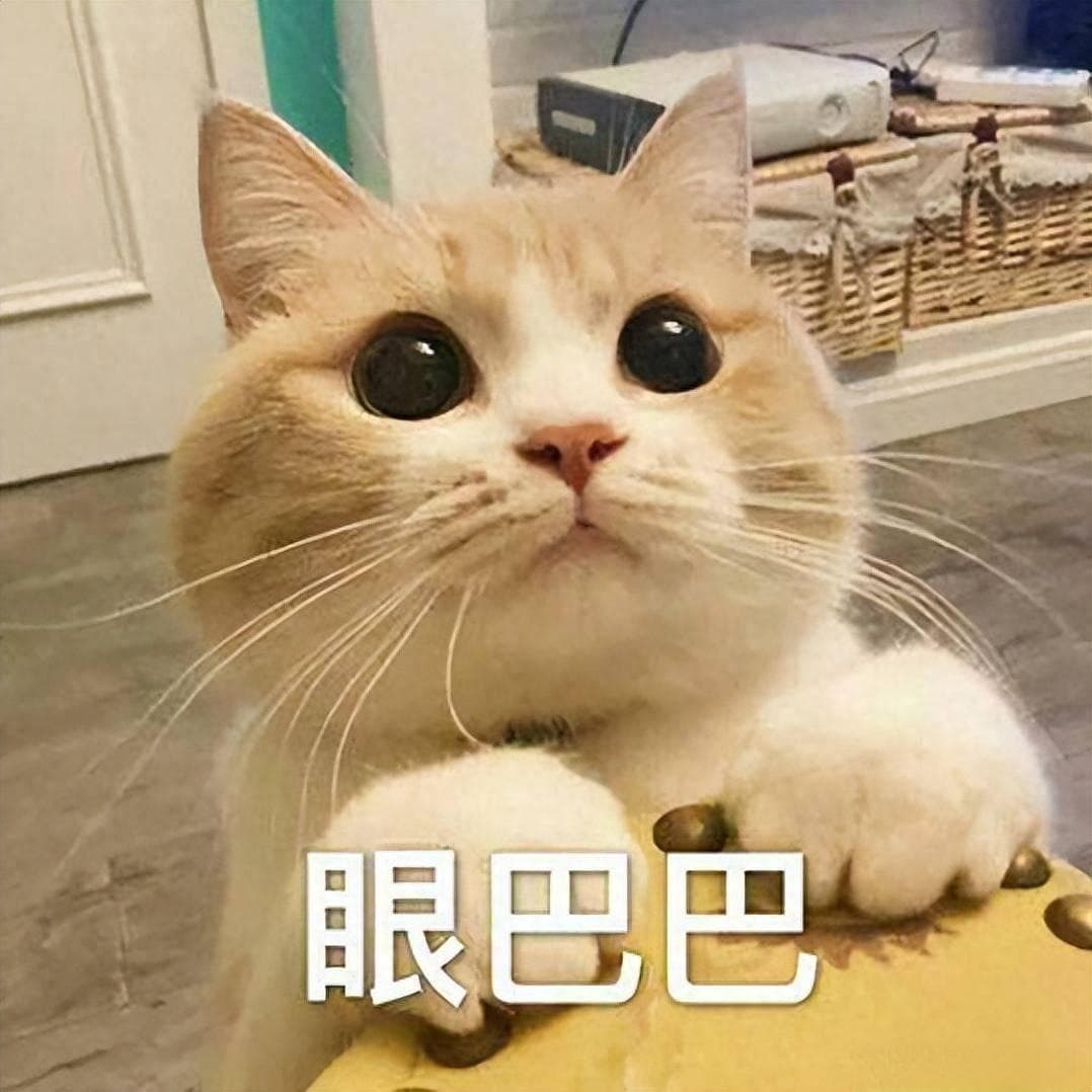 推荐6种“好养猫”，最适合新手养，你了解过吗？
