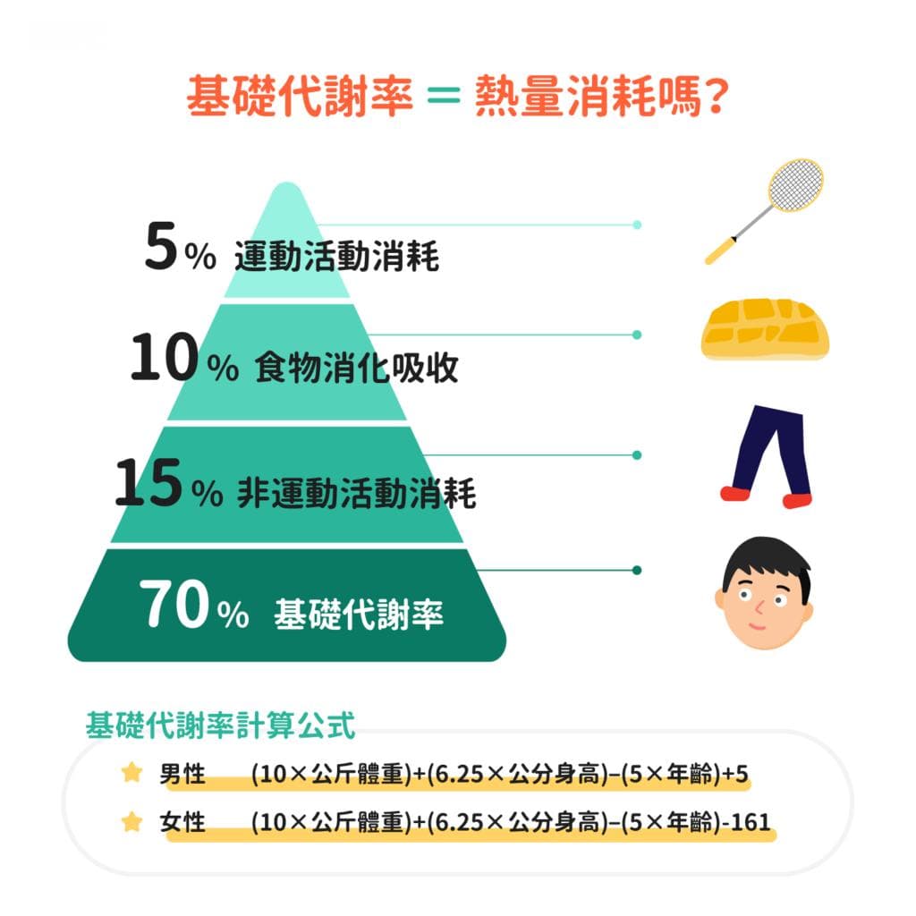 基礎代謝率是什麼？肌肉量與基礎代謝率的關係