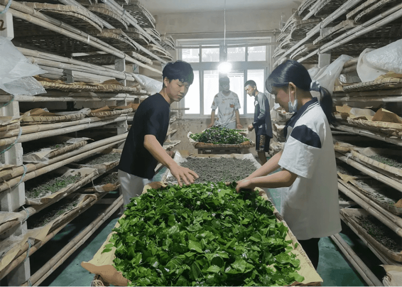 枣庄学院科研团队携手蚕宝王：创新研发新型家蚕人工饲料，引领蚕业未来