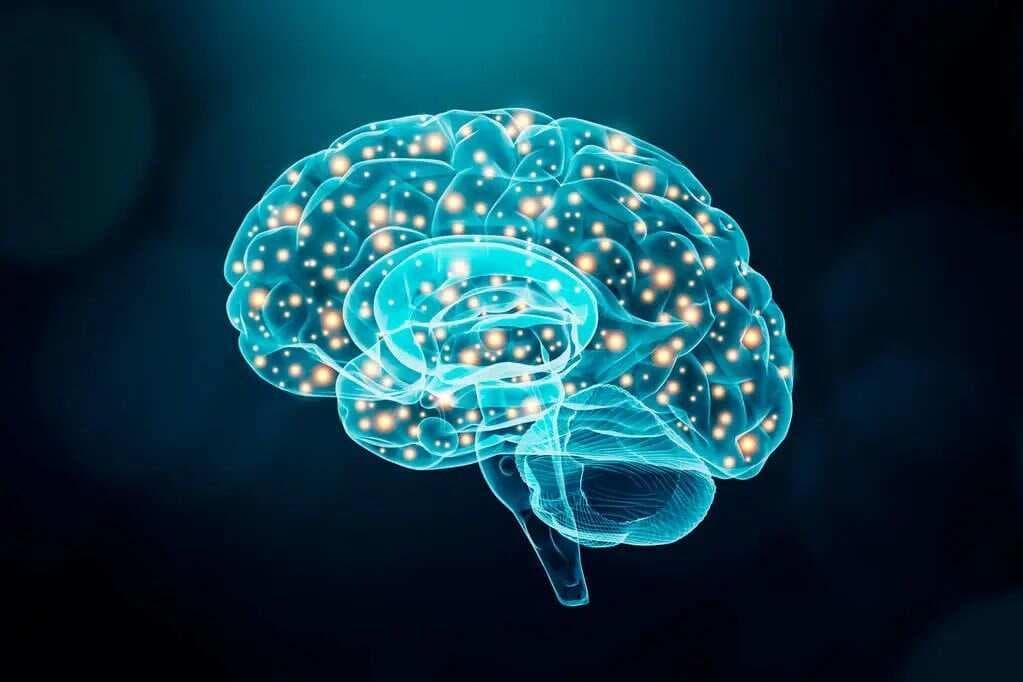 人的三重脑：本能脑、情绪脑和理智脑