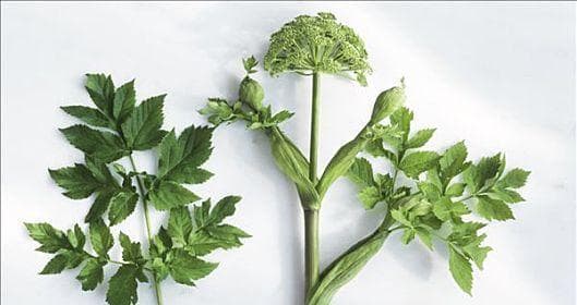 认识当归——一种神奇的中药植物（了解当归的分类、特征、生长环境及药用价值）