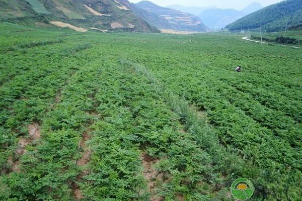 元胡的种植与管理技术