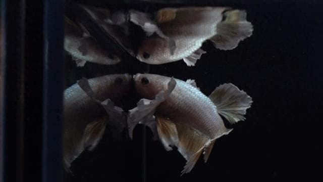 斗鱼品种全解析：色彩斑斓的水中精灵！