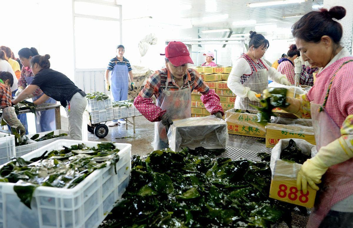 农产品加工：开启农村经济增长新引擎