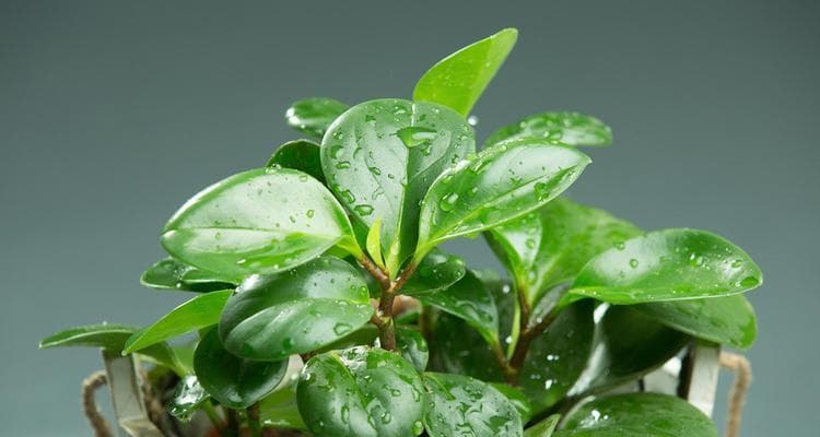 菊花养殖全攻略：从种植到养护，轻松打造美丽花园