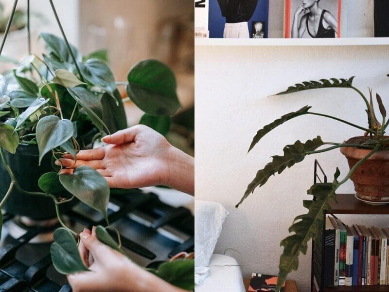 植物杀手也能轻松养！8款耐阴又好照顾的室内植物，为居家增添绿意与新气象！