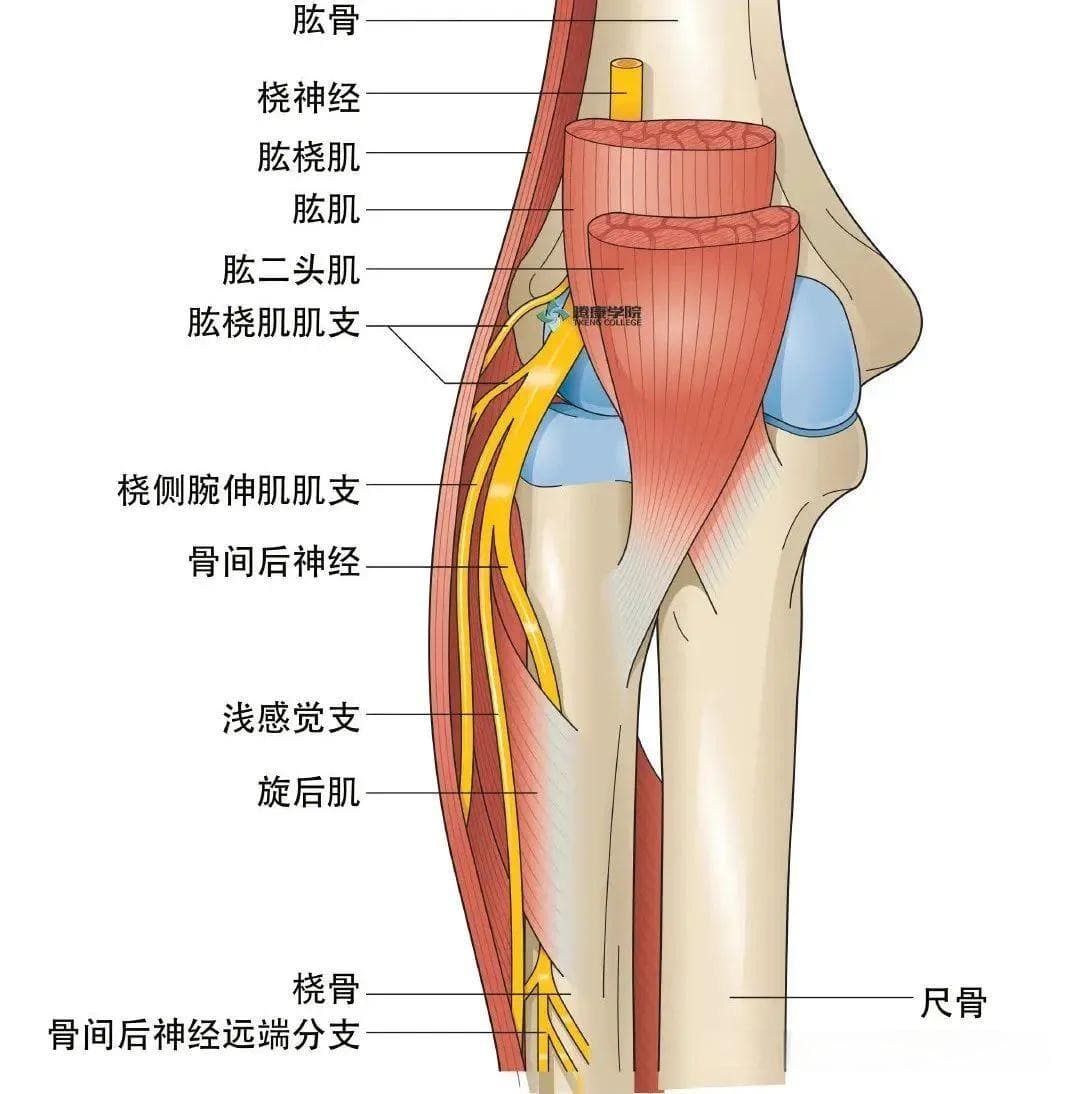 肱肌的双重神经支配：你不知道的肌肉控制奥秘