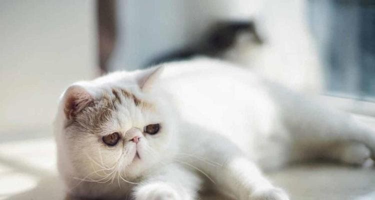 猫咪回家之路：解读猫咪想回家的行为表现