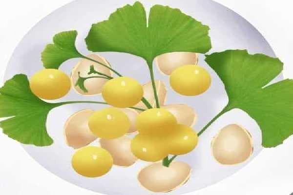 杏子的功效与作用、禁忌和食用方法