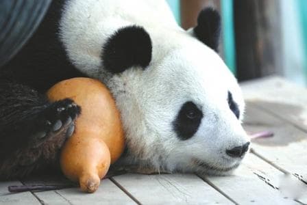 大熊猫的秘密（下）“弃肉从竹”的进化之旅
