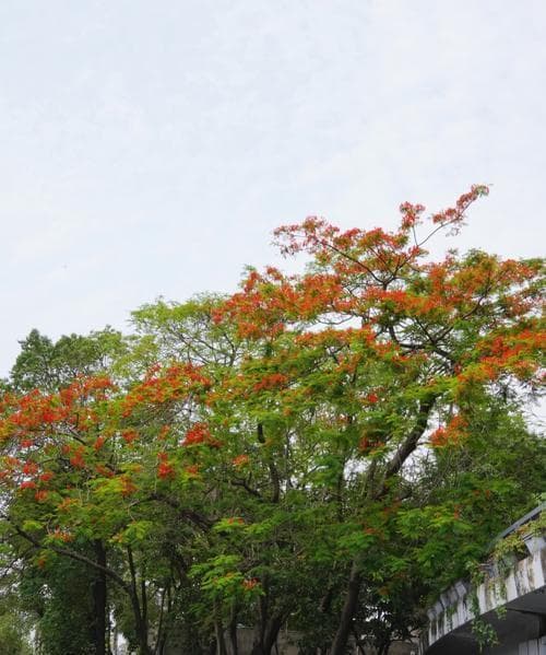 凤凰花开放时间详解（凤凰花的花期、开花时间、品种以及栽培技巧）