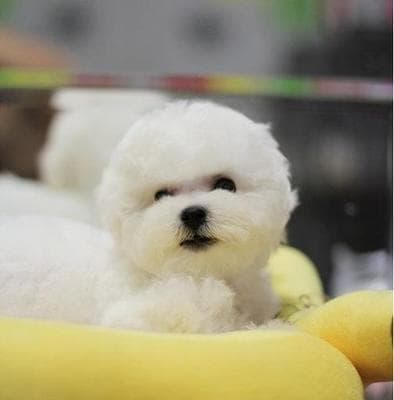 比熊犬毛发变黄怎么办？15个实用护理技巧让你的爱犬重焕光彩