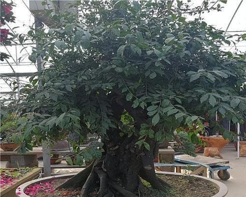 盆景配土艺术：打造优美生态家园的土壤之道