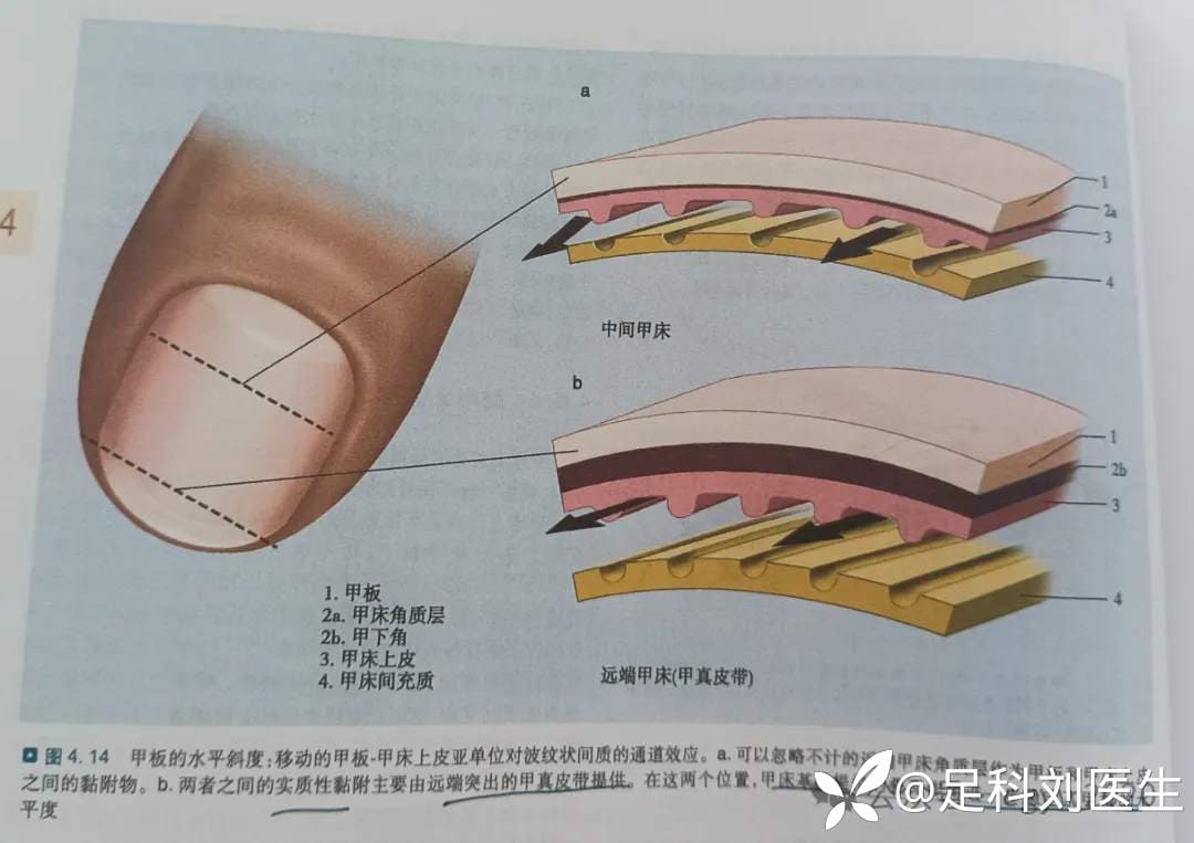 超多细节，你绝对没有注意过——指甲到底是怎么生长的？