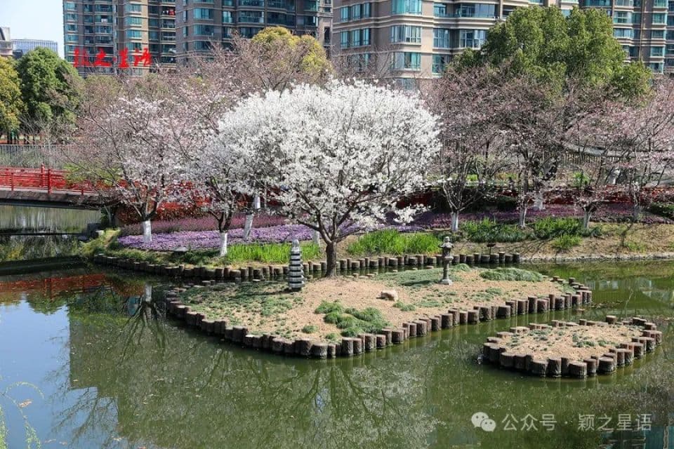 又是一年樱花烂漫时，十处赏樱地，浙东赏樱天花板