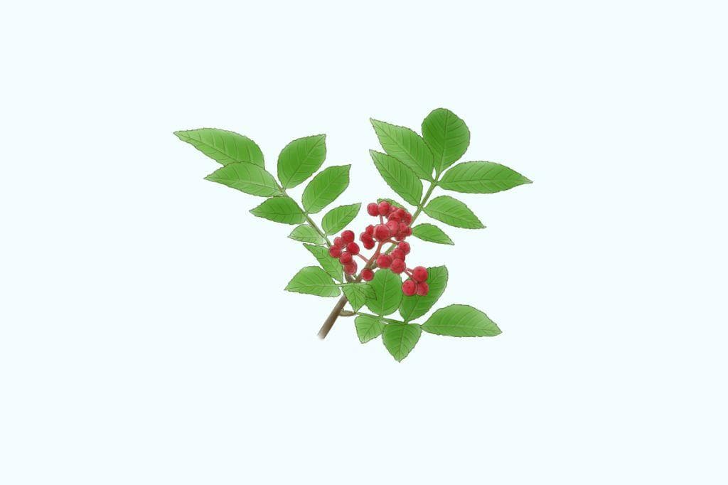 花椒泡水喝的功效与作用，花椒泡水喝能治打呼噜吗？